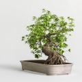 odżywka do  bonsai gdzie kupić