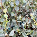 Eucalyptus websteriana liście