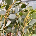 Eucalyptus websteriana roślina na taras
