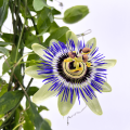 Męczennica Błękitna Passiflora