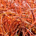 Uncinia czerwonawa Everflame rubra