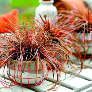 Uncinia czerwonawa Everflame ⌇ Uncinia rubra