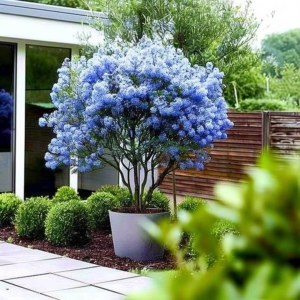 Prusznik Niebieski Victoria ⌇ Ceanothus 