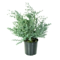 Eucalyptus niebieski gunnii roślina w dużej donicy 7L