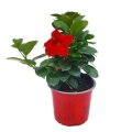 Sundawille Classic Red  sadzonka w donicy