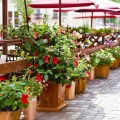 Sundawille Classic Red  roślina do restauracji