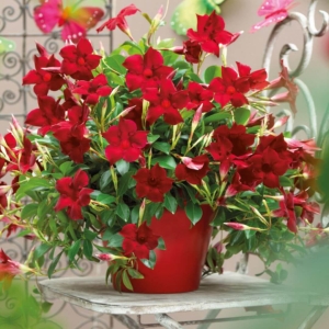 Sundawille Classic Red ⌇ Sundaville, Dipladenia