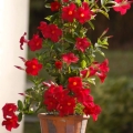Sundawille pnącze classic red sadzonka roślina na taras