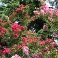 Lagerstroemia Coral Magic krzew do ogrodu