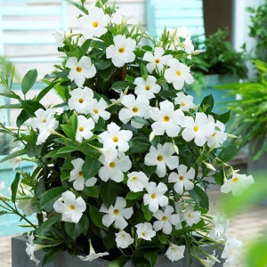 Sundawille White ⌇ Sundaville, Dipladenia