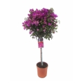 Bugenwilla gładka Bougainvillea glabra Sanderiana sadzonka w donicy
