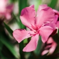 Oleander różowy na pniu kwiaty
