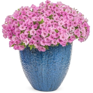  Supertunia VISTA różowa Bubblegum⌇ Hybrida surfinia 2 szt