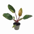Philodendron Pink Princess  mała roślina