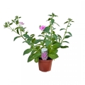 Supertunia VISTA różowa Bubblegum sadzonka w donicy