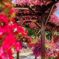 Supertunia VISTA różowa Fuschia do wiszących koszy