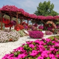 Supertunia VISTA różowa Fuschia do ogrodu
