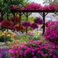 Supertunia VISTA różowa Fuschia do wiszących donic