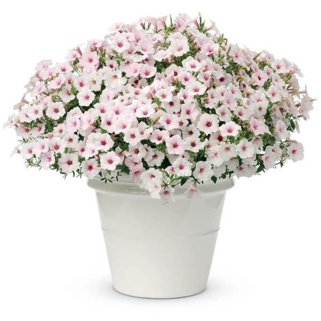 Supertunia VISTA biała Silverberry  sadzonka