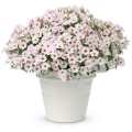 Supertunia VISTA biała Silverberry  sadzonka