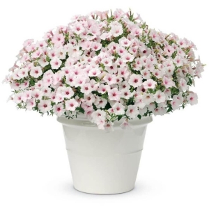  Supertunia VISTA biała Silverberry ⌇ Hybrida surfinia  2 szt