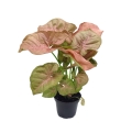 Syngonium Neon Robusta mała roślina