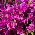 Bugenwilla gładka Bougainvillea glabra Sanderiana sadzonka