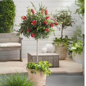Kuflik na pniu ⌇ Callistemon Leavis C4