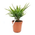 Trachycarpus fortunei sadzonka C9 XL