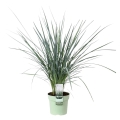 Dianella wspaniała Coolvista sadzonka w donicy
