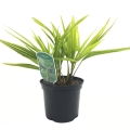 Trachycarpus fortunei C2  niska cena