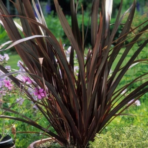 Len nowozelandzki Rubra Nana ⌇ Phormium tenax