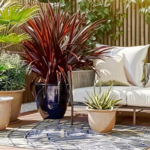  Kordylina australijska Red Star ⌇ Cordyline australis