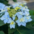 Hortensja ogrodowa Blue Sprinkles zbliżenie na niebieskie kwiaty