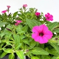 Supertunia VISTA Hot Pink różowe kwiaty