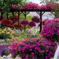 Supertunia VISTA różowa Hot Pink roślina na patio