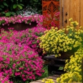 Supertunia VISTA różowa Hot Pink roślina do ogrodu