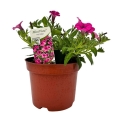 Supertunia VISTA różowa Hot Pink sadzonka w donicy