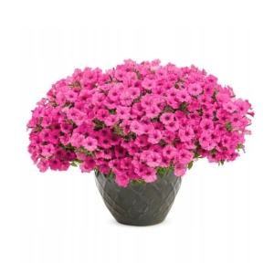  Supertunia VISTA różowa Hot Pink ⌇ Hybrida surfinia  2 szt 