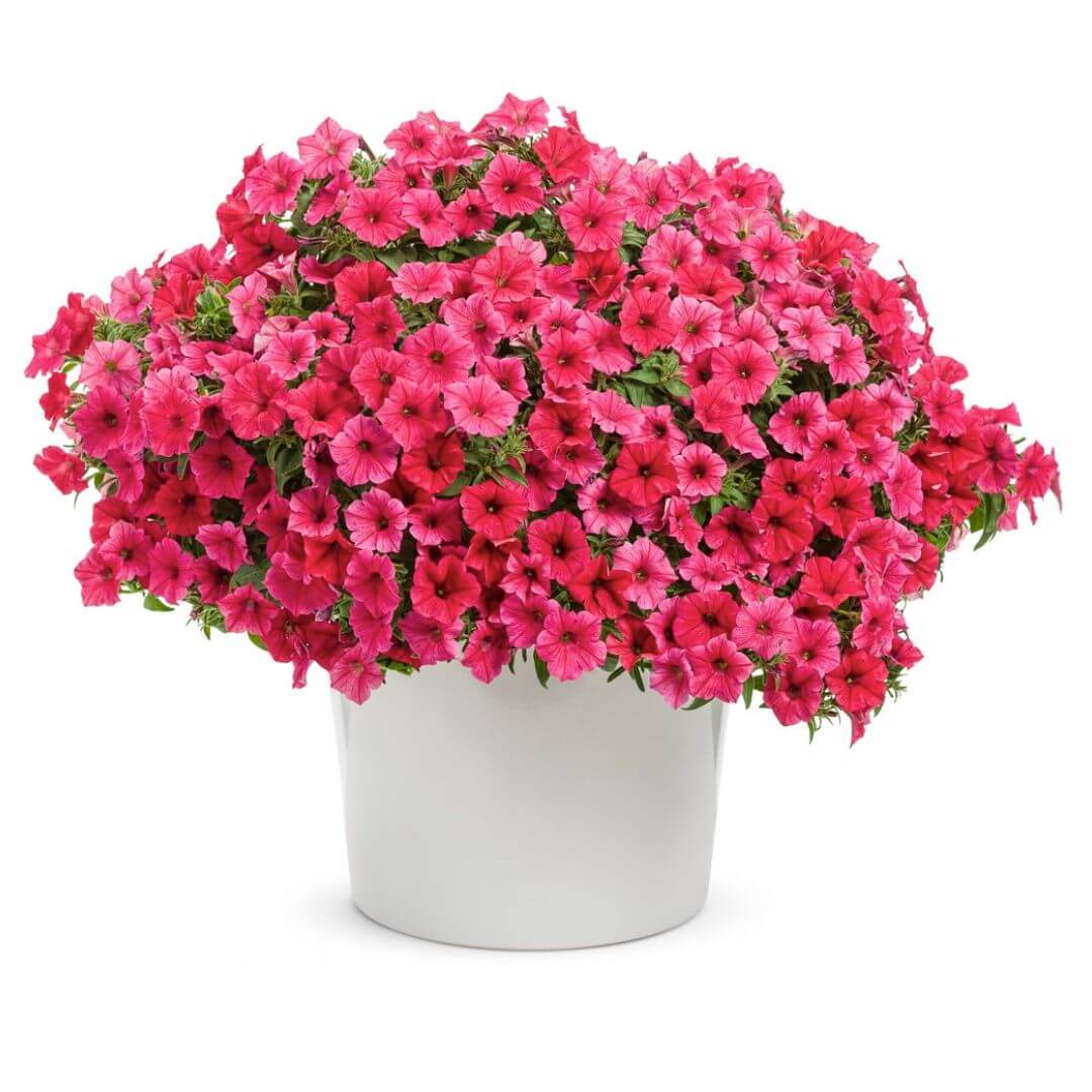 Supertunia VISTA różowa sadzonka