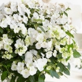 Hortensja Runaway Bride co zrobić żeby hortensja kwitła na biało?