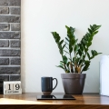 Zamioculcas do łazienki bez okna