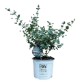 Eukaliptus niebieski  Eucalyptus gunnii sadzonka w donicy 5l