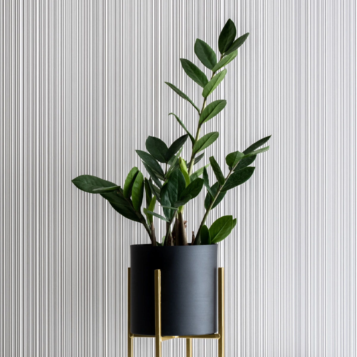 Zamioculcas zamiifolia sadzonka