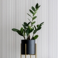 Zamioculcas zamiifolia sadzonka
