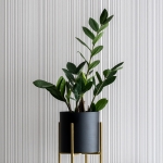 Zamiokulkas ⌇ Zamioculcas zamiifolia