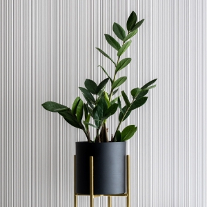 Zamiokulkas ⌇ Zamioculcas zamiifolia
