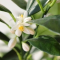 Limonka Lime Verde sadzonka jak uprawiąć