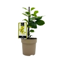 Limonka Lime Verde sadzonka w donicy