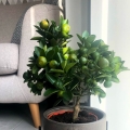 Limonka Lime Verde roślina owocująca